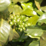 Região sudeste ocupa maior produção de café arábica