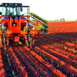 Sistema de Mudas Pré-Brotadas: a inovação no modo de plantar cana