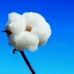 Exportações de algodão: As maiores da história