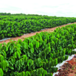 Como conseguir eficiência e redução de custo no cultivo do cafeeiro?