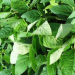 Soja biotecnológica cobre 50% da área desse tipo de cultivo