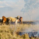 Alltech lança campanha global para auxiliar vítimas dos incêndios