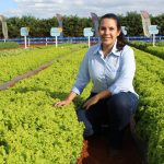 Agristar do Brasil cria programa de melhoramento de alfaces