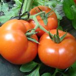 Tomate Compack possui elevado potencial produtivo