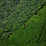 Base florestal: Como reduzir custos, riscos e garantir o abastecimento