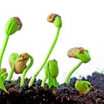 Organominerais: Como eles se comportam no solo?