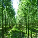 Grupo RDK recebe a primeira certificação FSC® de manejo florestal