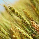 Novo programa de melhoramento estimula produção de trigo