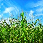 Fosfitos: Como as plantas se comportam na sua presença?