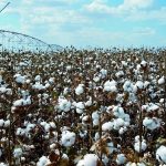 Lavouras irrigadas : Investimento ou custo?