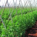 Cálcio: Sem ele, desenvolvimento de tomates é prejudicado?