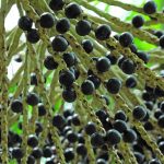 A nova cultivar de açaizeiro mantém fornecimento do fruto o ano todo?