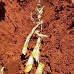 Bioestimulantes promovem o fortalecimento da cana-de-açúcar?