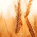 Conjuntura mundial de trigo eleva preços em mais de 25%