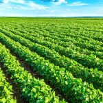 Produtores investem em sulfato de cálcio granulado
