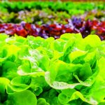 Quais são as novas variedades de alface com mais vigor e precocidade?