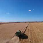 O trigo encontra no cerrado, temperaturas amenas no inverno