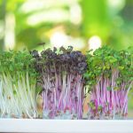Os microverdes são fáceis de plantar em casa?