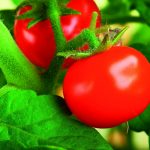 Quais as exigências no cultivo de tomates?