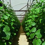 Pepino holandês: Cultivo hidropônico garante benefícios?