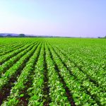 Nematoides causam redução de 70% na produtividade da soja?