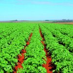Boro líquido proporciona mais produtividade para a batata?