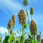 Híbridos triplos: Antracnose do sorgo sob controle