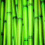 Bambu: Versatilidade para quem sabe lucrar?