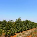 A tecnologia auxilia o produtor na adubação da erva-mate?