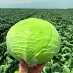 Qual o panorama nacional da produção de repolho?