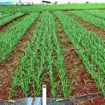 Alho: Pesquisa busca viabilizar plantio direto