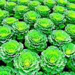Biofertilizante com l-aminoácidos é uma forma de nutrir?