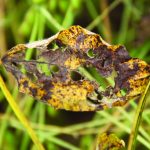 Ferrugem asiática: Diagnóstico e manejo equivocado são os vilões