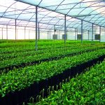 Sistema de hidroponia são usados para a produção de mudas de citros?