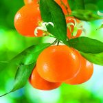 Bioestimulantes: Brotações garantida das laranjas