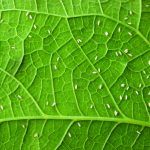 Quais os métodos eficazes contra a mosca-branca?
