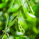 Termofosfato: Você sabe o que é?