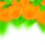 Organominerais + ácidos húmicos, potencializam o pegamento da laranja?