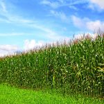 Pesquisa desenvolve fertilizante orgânico de biomassa de plantas