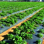 Trichoderma: Qual o correto manejo de nematoides do morangueiro?