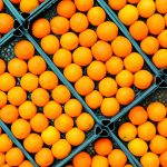 Algas marinhas: Proteção contra doenças?