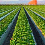 Mulching: Técnica reduz botrytis em morango?