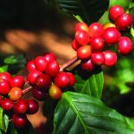 Café: Maturação dos frutos dita hora certa da colheita