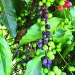 Mancha de phoma: Como identificar sua presença no cafeeiro?