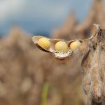 BASF apresenta soluções integradas para um manejo fitossanitário
