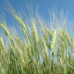 Conjuntura mundial de trigo eleva preços em mais de 25%
