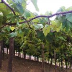 Agricultores de Berilo investem em técnicas simples e aumentam produção