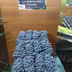 DaColheita destaca qualidade da uva produzida no interior de São Paulo