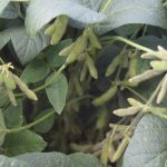 Aumenax® é a mais nova solução da BASF